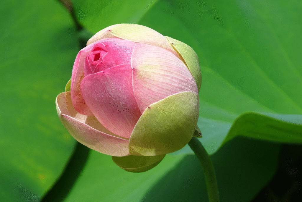 bourgeon lotus offre eveil