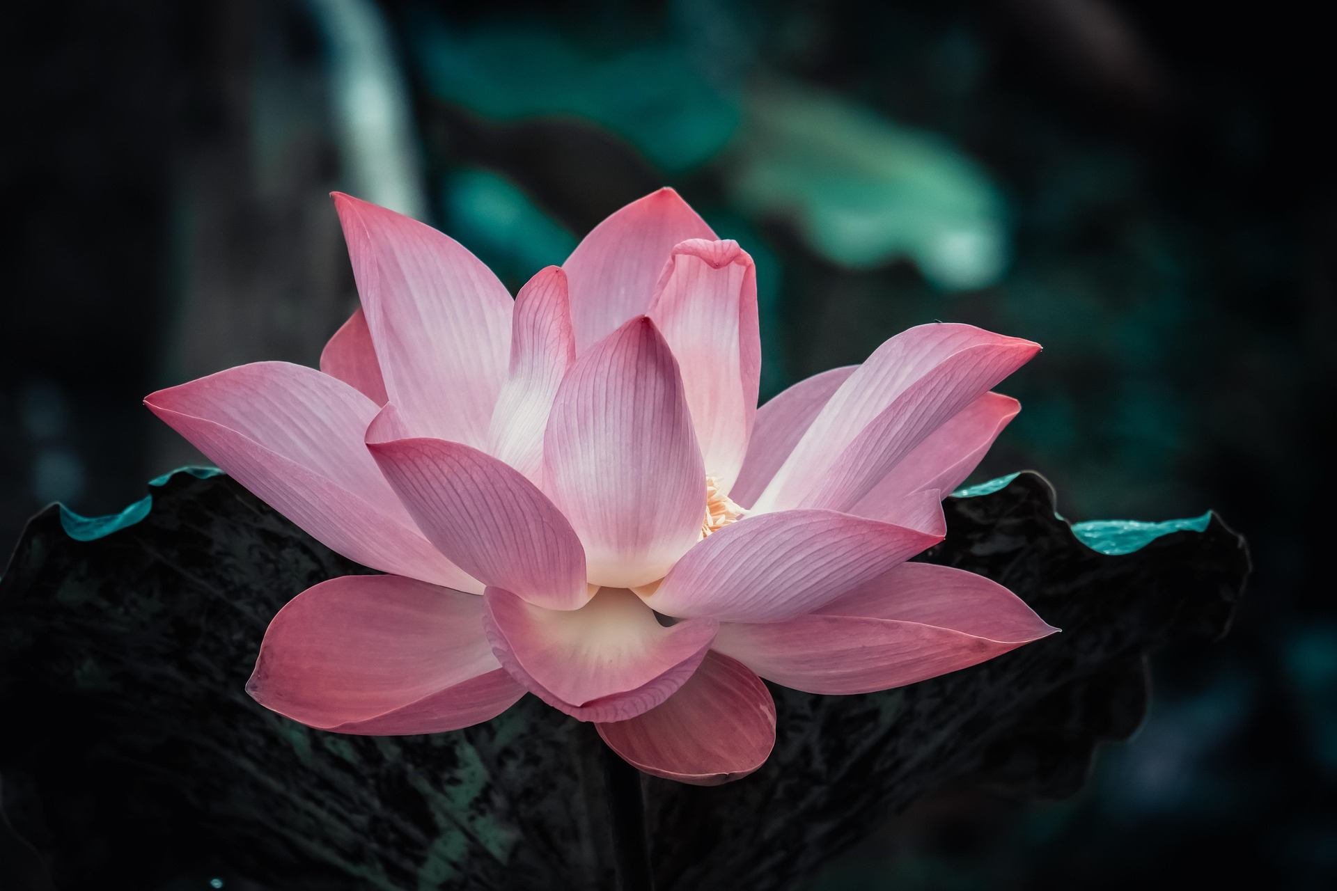 lotus éclose offre épanouissement