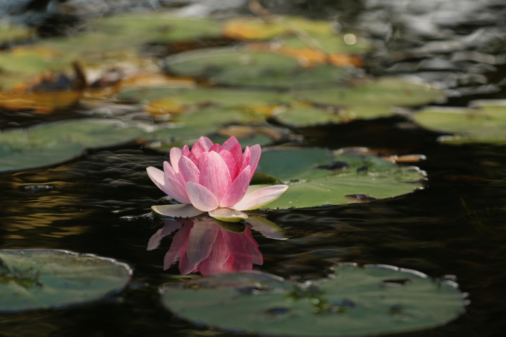 lotus sur marre offre sérénité